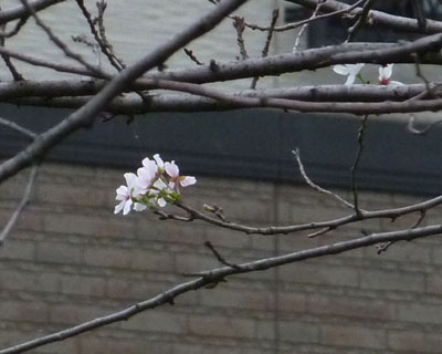 �P�O�����{�ɍ����炢�Ă���