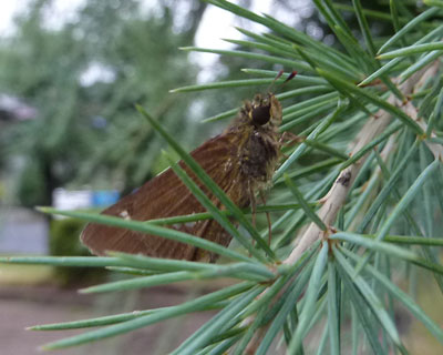 �j�t���ł����܂�Ȃ��炵��