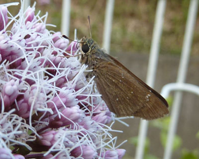 �ł�������������������