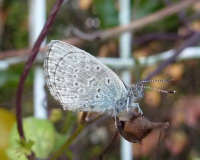 �P�Q���ɂȂ��Ă�����΂�