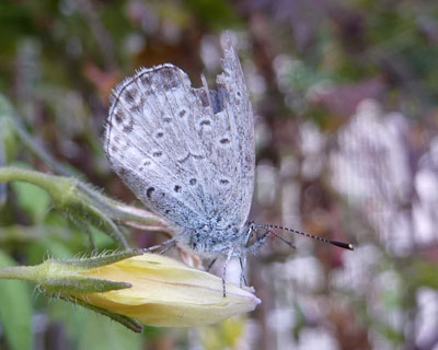 ��J���Ă�炵���V�W�~