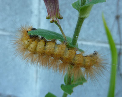 �z�g�g�M�X�ɂ����̂̓X�W�����q�g���H