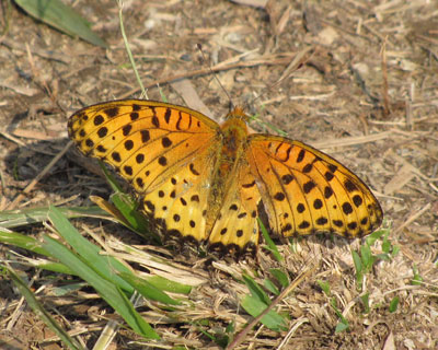 ���N�Ō�̃c�}�O���q���E����