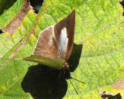 �H�ɂ悭��E���M���V�W�~