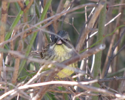 �o�Ă����Ł`�ƌĂ�ł݂���