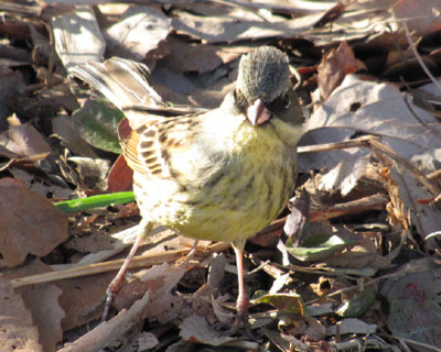 �ق�Ƃɏo�Ă���