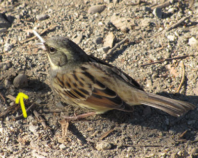 ������ړI