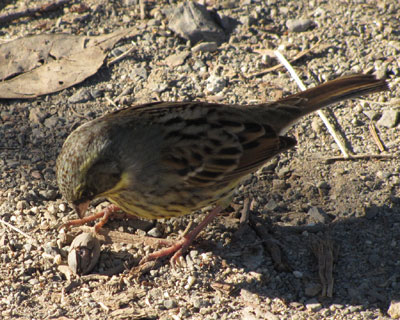 �s�X�^�`�I�Ɏ��Ă���