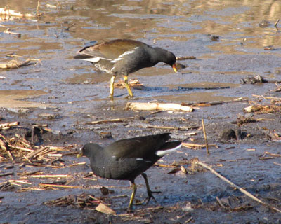 ���ЂƂ��h���������o��