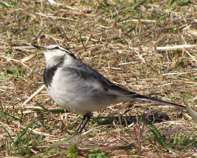 �ł��C�ɂȂ�