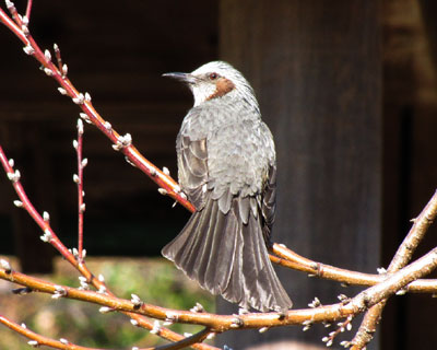 �����ۂ������q���h��