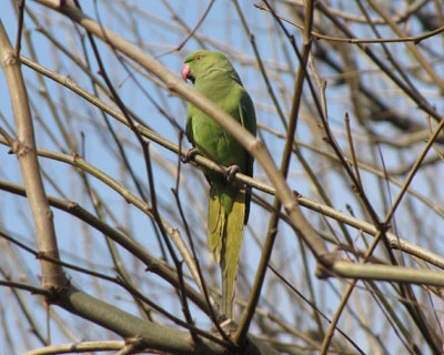 �ւ������Ȃ����A�����ۂ͐؂�邵