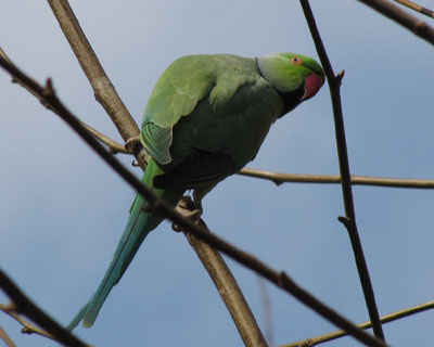 �낭�Ȏʐ^���Ȃ�