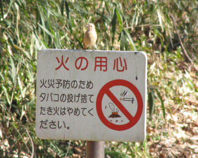 �W���r�͊ŔD��