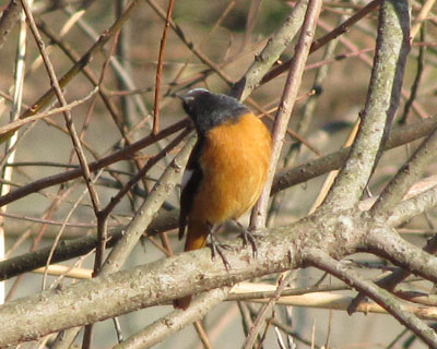 �X�g���b�`