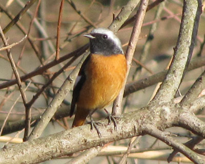 �ɂ�����H