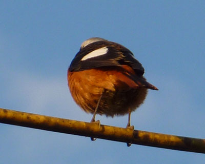 �Ŋ��̕ʃW���r��