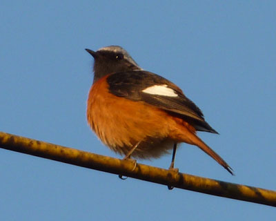 �[���͂Ƃ��Ă��I�����W