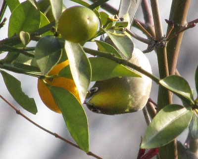 ���Ȃ������킢�����W��