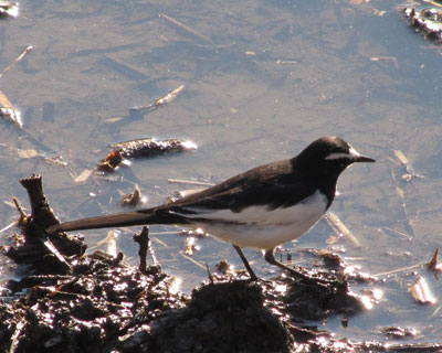 ���������ʐ^�̃Z�O���Z�L���C