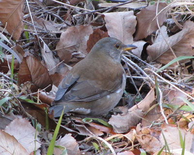 �͂�t����D���V���n��