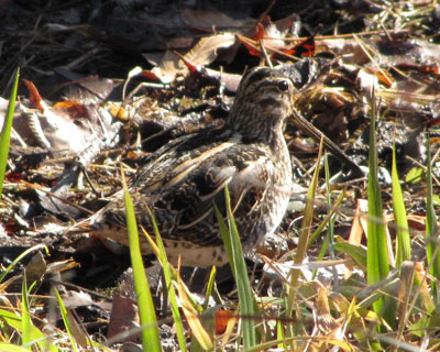 �H���܂����Ă��^�V�M