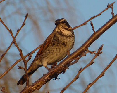 ��肵���[�Ă��c�O�~