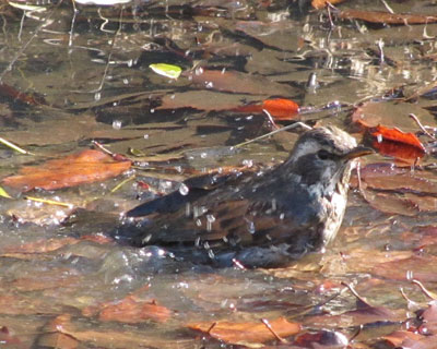 �����c�O�~