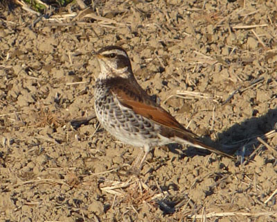 �c��ڂŋ��𒣂�c�O�~