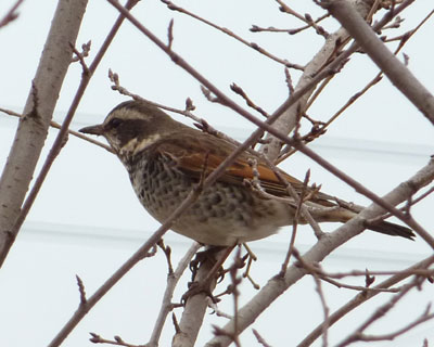 �V���r�c�O�~�͓����Ȃ�