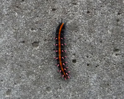 �P�����΂�����΂�c�}�O���q���E����