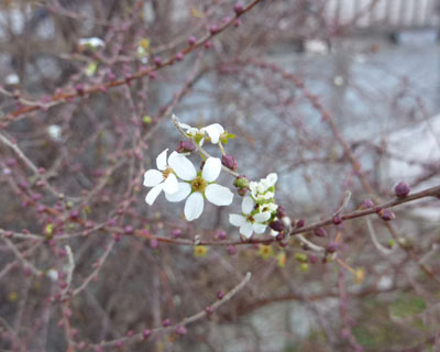 �H�ɋ����炫���Ă����Ɖ����炢�Ă����L���i�M