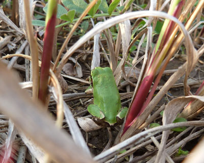 �S���A���낻�낱�̐l�̋G��