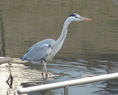 �J���K���ɒǂ�����ꂽ�A�I�T�M