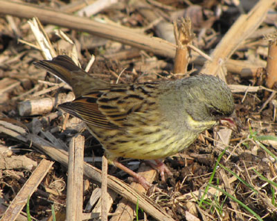 �����ۂ̊p�x�����킢���A�I�W