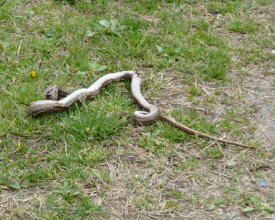 �v���Ԃ�Ɍ����w�r�͂���̂�����