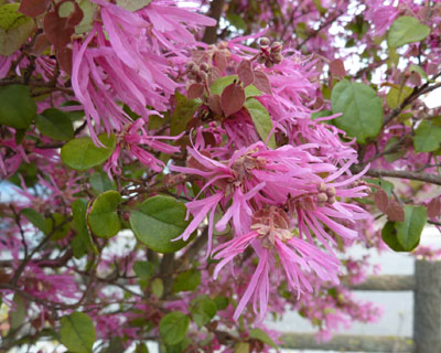 ���̃q���̓x�j�o�i�g�L���}���T�N�݂���