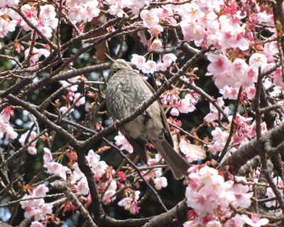 ���炫�̍��ŐH������q���h��