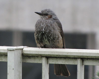 �q���h�������Ċ�͂��킢��