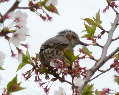 �S���㔼�̍��͒�����