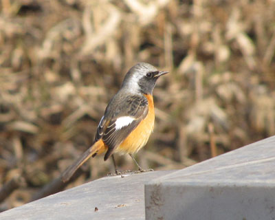 ����ɂ��́A�W���r���ł�