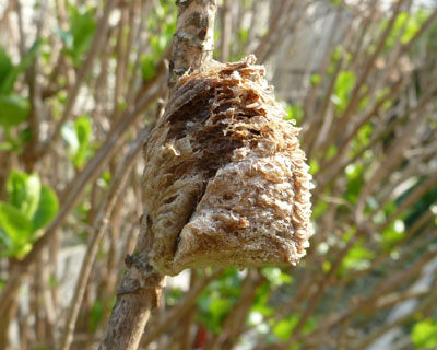 �������Ă�ۂ��I�I�J�}�L���̗�