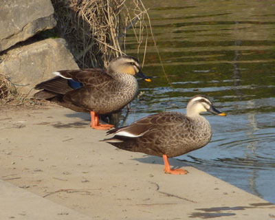 �V���r�̃J���K���͓��������x��