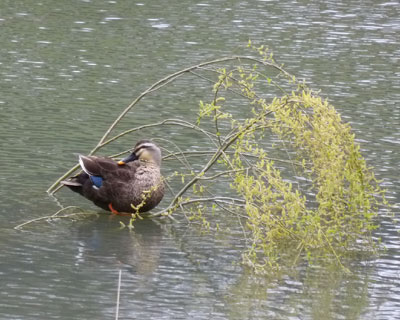 �������}�̉������S�炵��