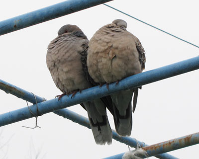 �����̃L�W�o�g