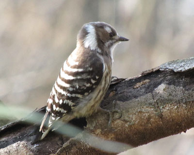 ���@��R�Q��