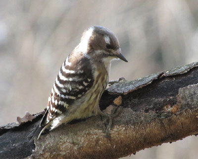 ���@�菀��