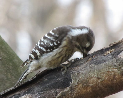 �����ɂȂ񂩂�����