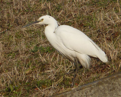 �R�T�M�ɂ͂������H