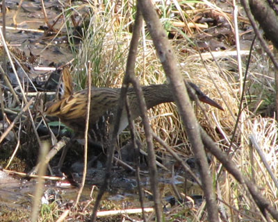 ���f���ꂽ�N�C�i